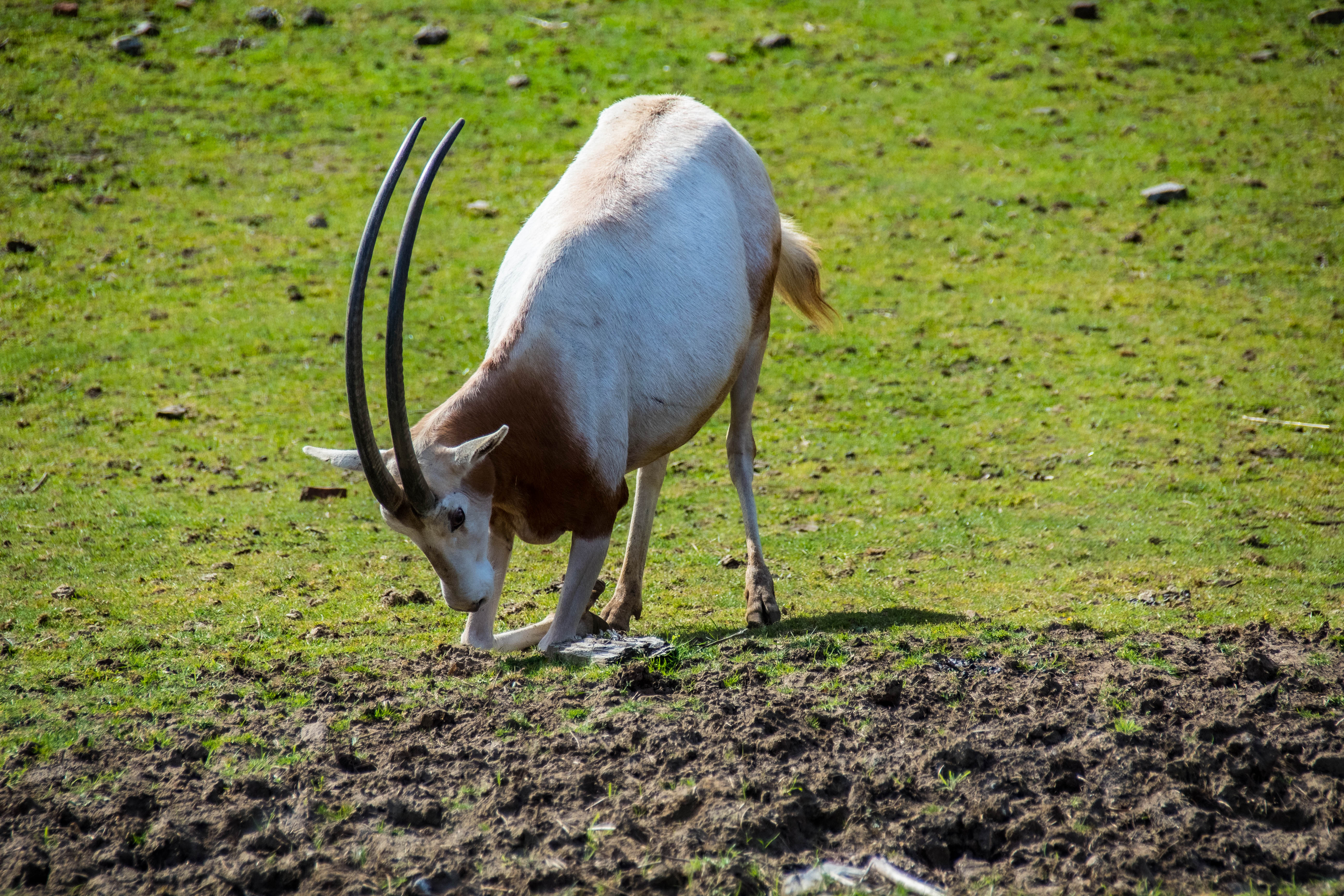 Oryx à cornes-_MG_0231.jpg